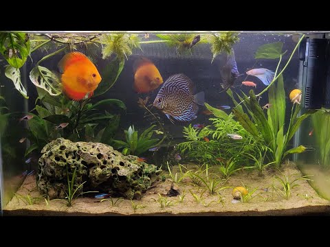 Discus fish care