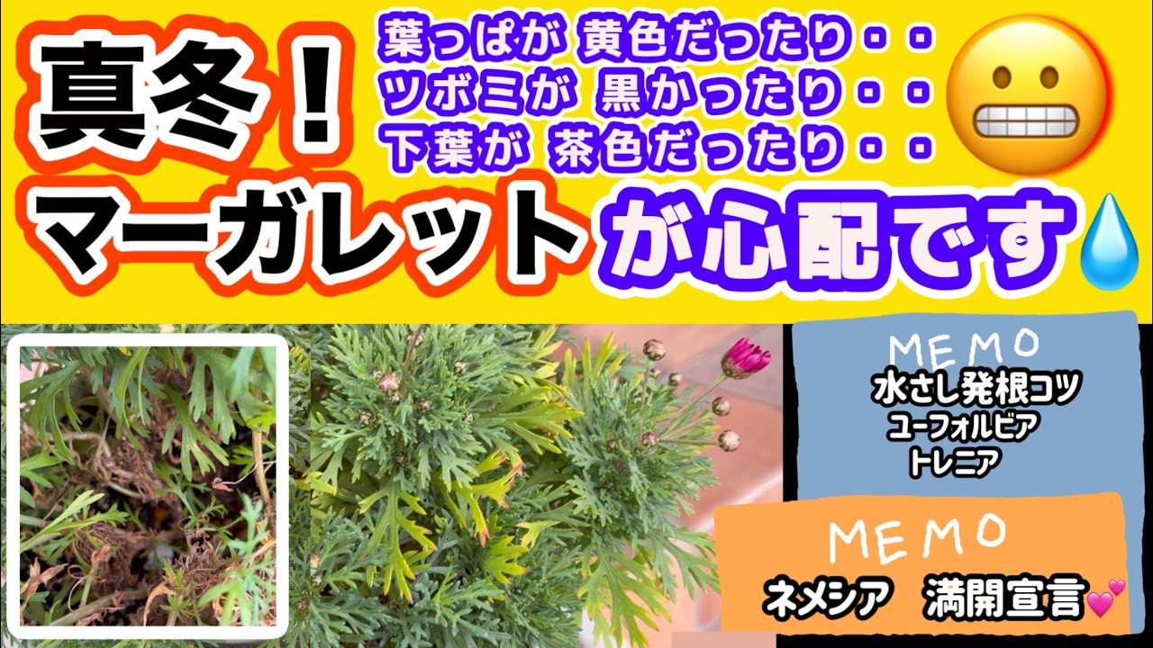 【真冬のマーガレットの心配事】【葉っぱ黄色】【葉っぱ茶色】【ツボミ真っ黒】ネメシア満開宣言！ガーデンシクラメン・ジックスのツボミがすごくなってる！