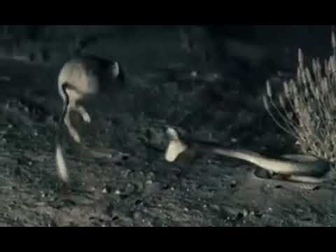 Jerboa vs Snake slow motion video #shorts