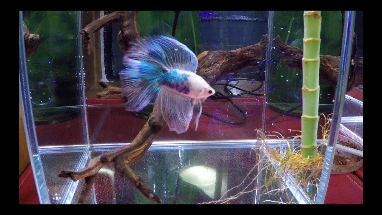 Actualización de los acuarios de alex||||||🐟 🐠 🐡 🦐