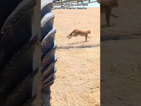 Um puma, também conhecido por leão baio e onça parda, foi vista e interagiu com agricultores no RS