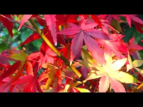 【動画素材】＜実写風景＞秋のイメージ写真集 280