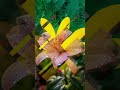 Beautiful Wallpaper Images