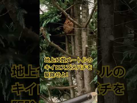 建てて、ハチ、建てて! 自然と動物