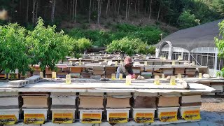 Process of producing 100% real natural honey - Korean Real Bee-Farm