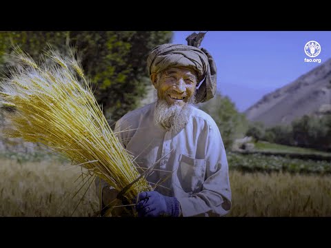 Afghanistan Rural Insight
