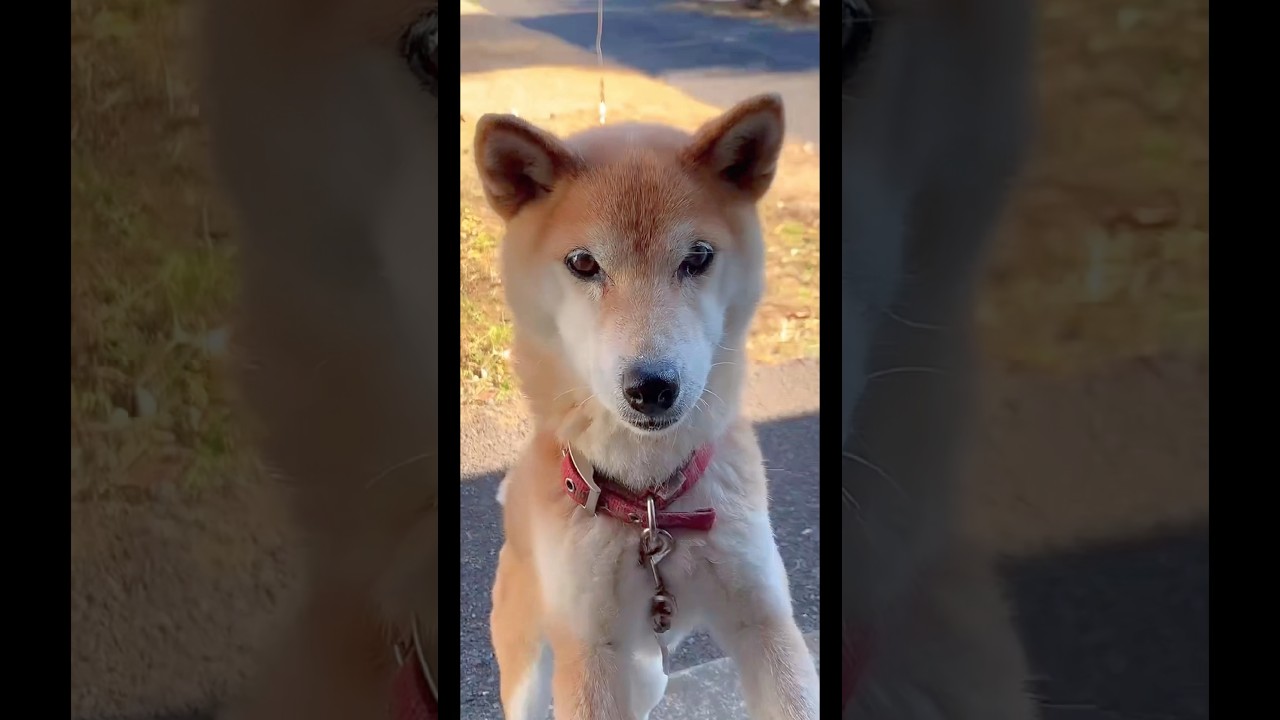 柴犬コロ 柴犬のこーゆーとこが😂 #柴犬コロ #可愛い #おもしろ #柴犬 #shibainu #dog