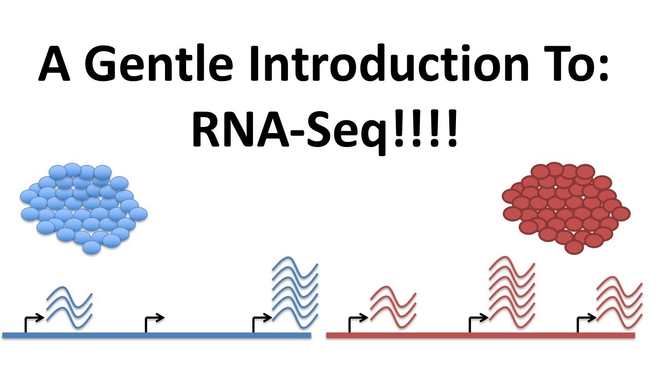 StatQuest: A gentle introduction to RNA-seq