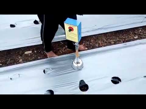 Tomato Mulching Paper