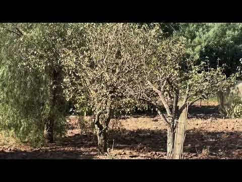 TERRENO CON ANNESSO A RIBOLLA