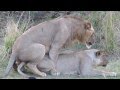 Lion sex: you won't believe the noises they make ...