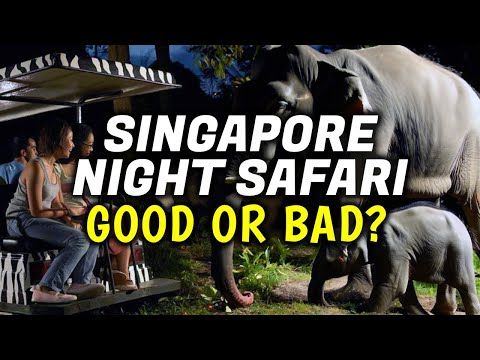 Singapore Night Safari Review │ Things To Do in Singapore