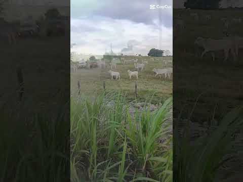 pedal percurso de castanhal até São Francisco do Pará.  nos siga Pará mais videos como esses. bjs