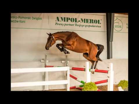 klacz LA CORNETTA ur. 2017 rasa sp ( CORNET OBOLENSKY x LORD PEZI JUNIOR)