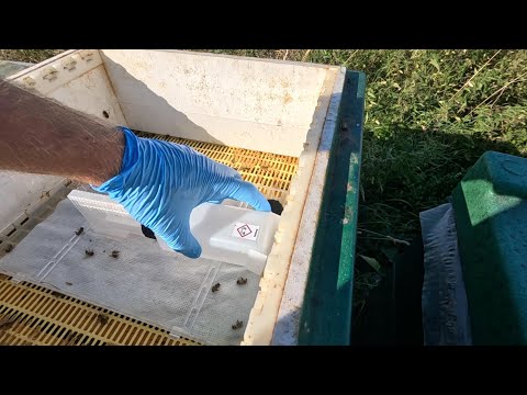 Varroa Ameisensäurebehandlung - Freud und Leid
