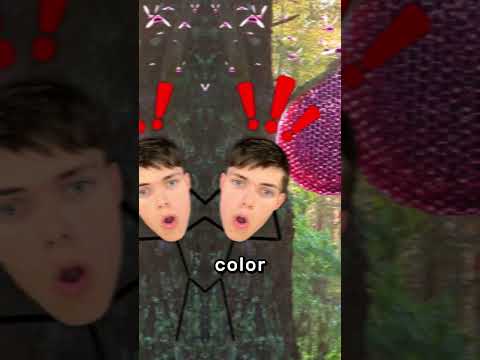 Hacían Miel De Colores 🍯
