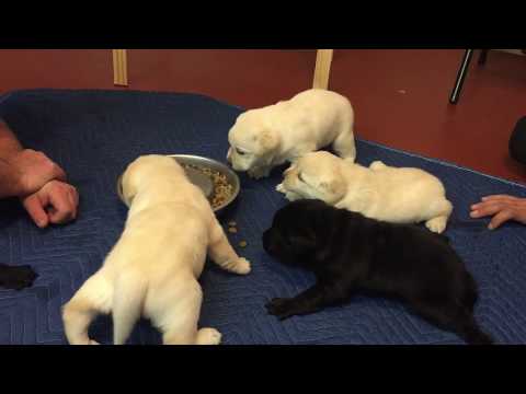 Day 29 Puppies Eat Solid Food For 1st Time