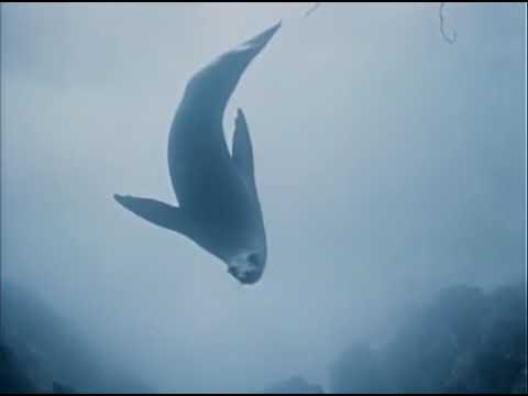 The Undersea World of Jacques Cousteau - E15 - The Dragons of Galapagos - Documentary