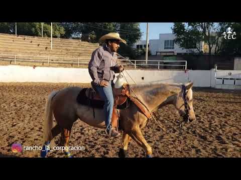 C14P6 EL CAMINO AL FUTURITY VIP - José Ramos