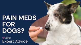 Can I Give My Dog Aspirin Are Human Pain Meds Safe for Dogs
