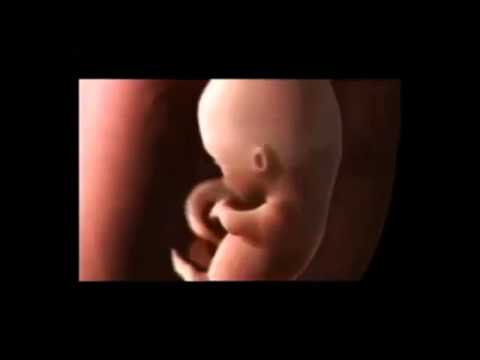 Fazat e krijimit te njeriut!