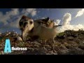 Animal Alphabet Nat Geo WILD KiDS