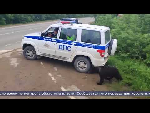 16.07.2026 Двух медвежат, прикормленных у трассы, отловили и выпустили в безлюдных местах