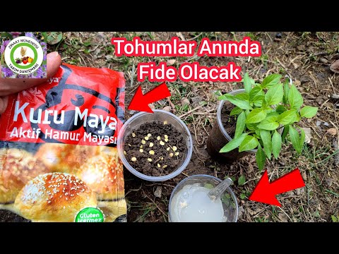 , title : 'Hamur Mayası Tohumları Deli Gibi Coşturuyor🌱Tohumlar Hemen Fide Olacak🌱Doğal Tohum Kaplama'