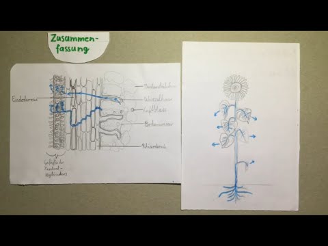 Die Wasseraufnahme von Pflanzen