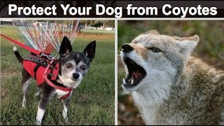 Protect your dog from Predators - Coyote Vest Review