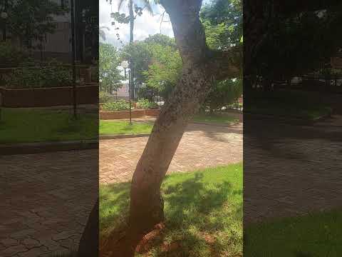 Praça Juca maneca PAINS MG #caminhoparaumavidamelhor #automobile M