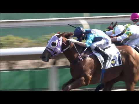 31/1/2021 (387) Sunny Boy - Jerry Chau