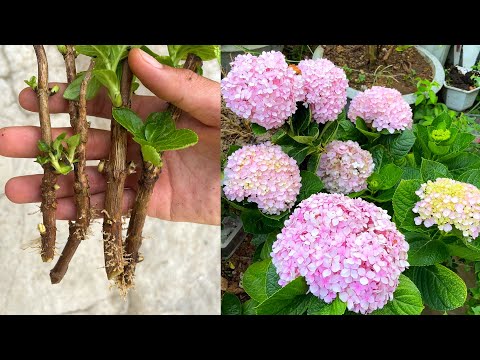 , title : 'Cánh trồng cành hoa cẩm tú cầu trong cát | Planting hydrangea flowers'