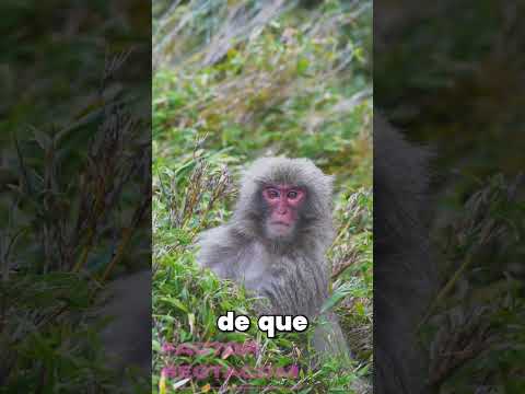 Video 6