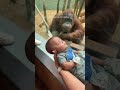 Curious orangutan taps glass, inspects baby at Louisville Zoo