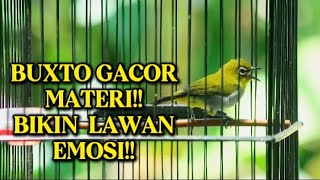 Download lagu PANCINGAN PLECI DI SORE HARI‼️PANCINGAN PLECI MALAS BUNYI🔥PLECI BAHAN mp3