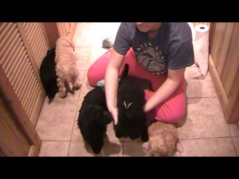 Chino & Dexter's litter