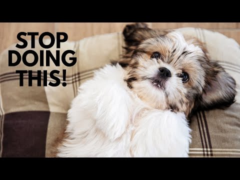 5 Ways You Are Hurting Your Shih Tzu Without Realizing