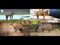 English. Part 8: learn animals!