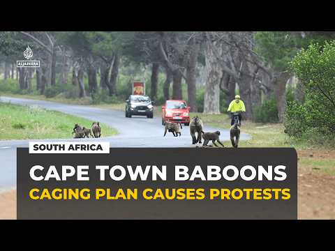 Cape Town's plan to cage its baboons sparks fierce backlash
