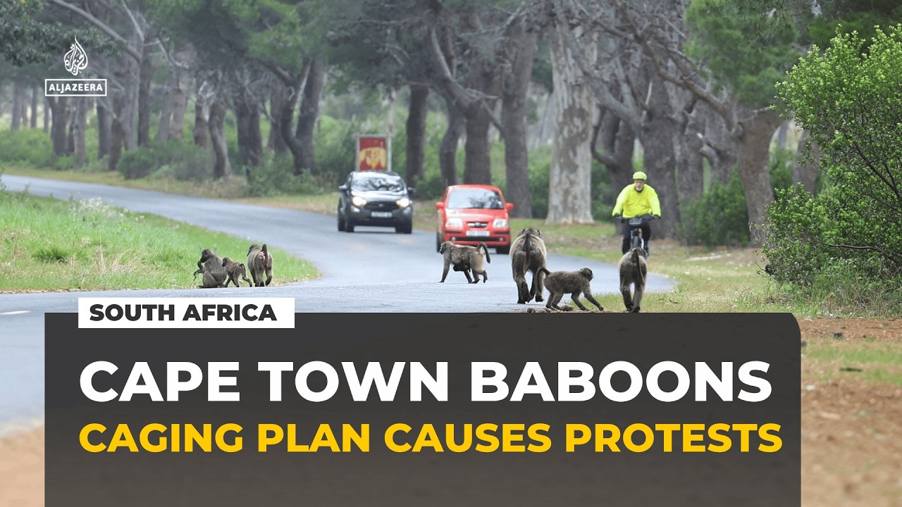 Cape Town's plan to cage its baboons sparks fierce backlash