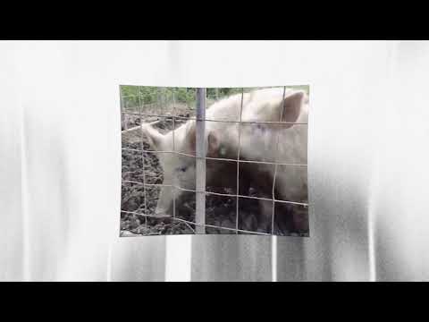 Pridenyyy ft. Yungfakgod & Rollsout - Pseudo Hviezdy (prod. Mjay Beatz)