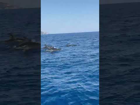 Lo spettacolo dei delfini nel mare dell'isola d'Elba