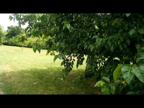 Spinea una domenica di fine luglio. Andar per i parchi