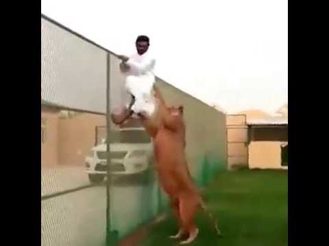 "Băi, Cristiiii!", varianta arabă. C&acirc;inele "celui mai căutat rom&acirc;n" a murit, dar o leoaică nărăvaşă i-a luat locul. Care &icirc;ţi place mai mult?