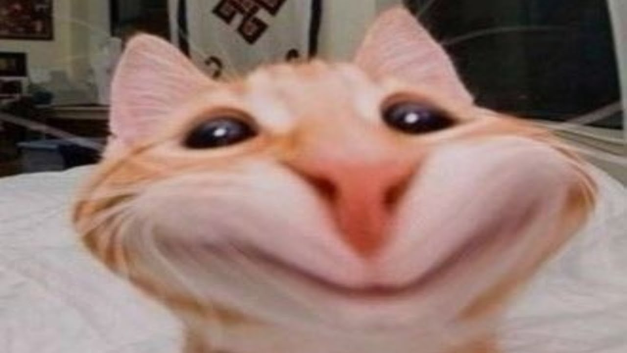 these cats will brighten up ur day