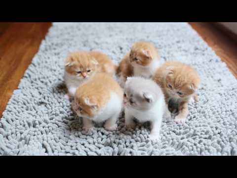 Kalai's Scottish Fold Kittens
