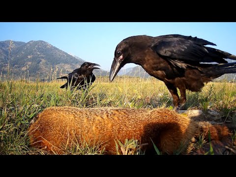 Juvenile ravens find a marmot carcass