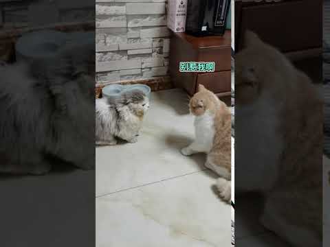 war and fighting of cat || Explorer Cat 's Family #