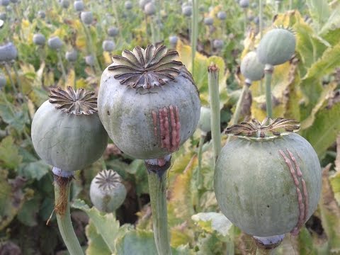 , title : 'Opium Farming - How do they do it ?'